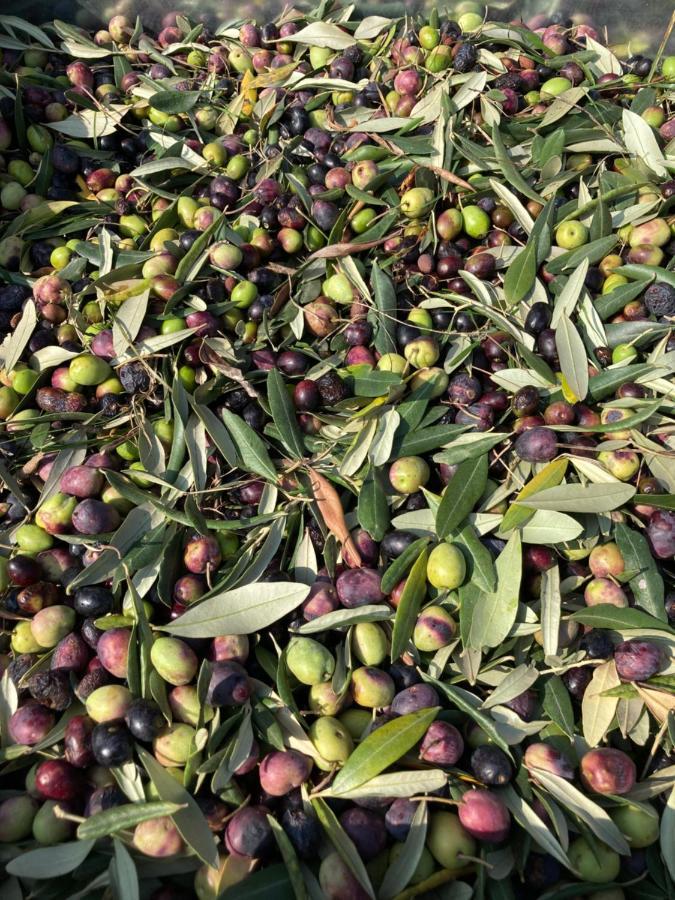 مبيت وإفطار Bricherasio Agrialpi By Salfrutta المظهر الخارجي الصورة
