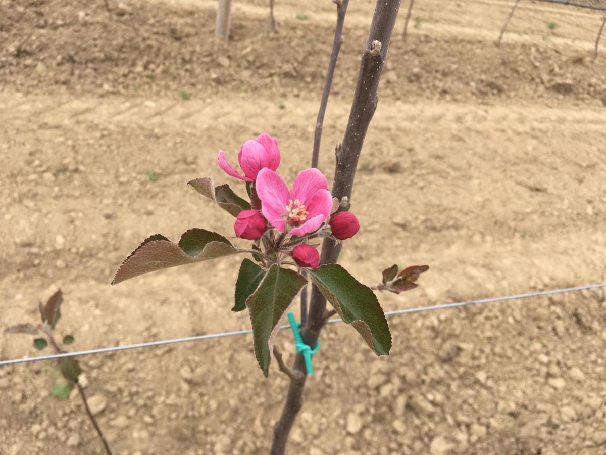 مبيت وإفطار Bricherasio Agrialpi By Salfrutta المظهر الخارجي الصورة