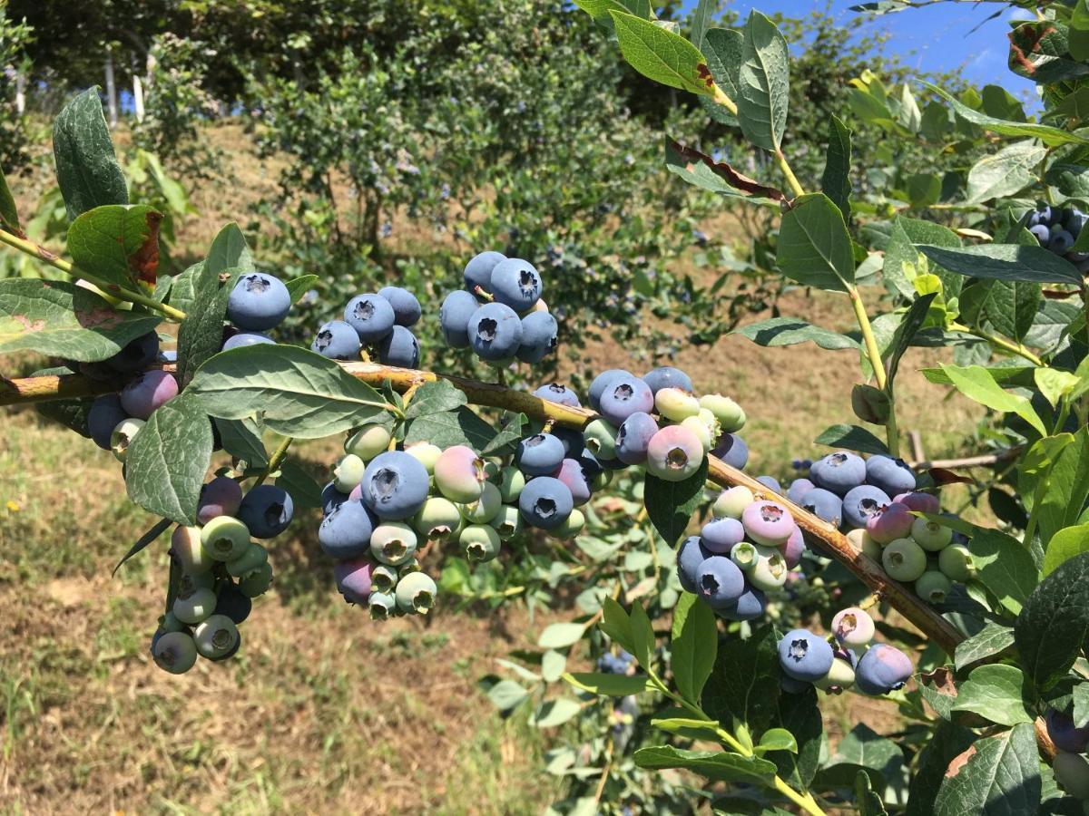 مبيت وإفطار Bricherasio Agrialpi By Salfrutta المظهر الخارجي الصورة