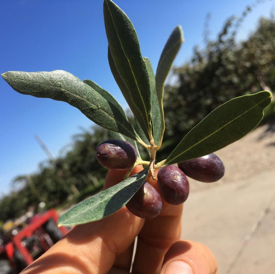 مبيت وإفطار Bricherasio Agrialpi By Salfrutta المظهر الخارجي الصورة