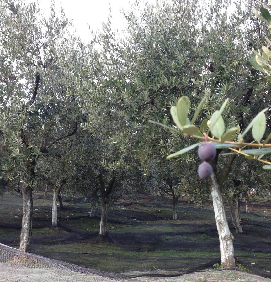 مبيت وإفطار Bricherasio Agrialpi By Salfrutta المظهر الخارجي الصورة